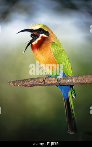 White-Fronted Bienenfresser, Afrika Stockfoto