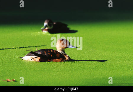 Zwei Enten im Teich, Zoo Johannesburg, Gauteng, Südafrika Stockfoto