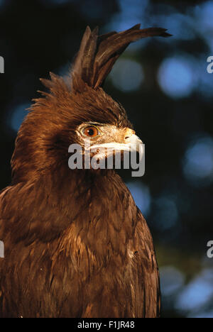 Lange Crested Eagle, Afrika Stockfoto