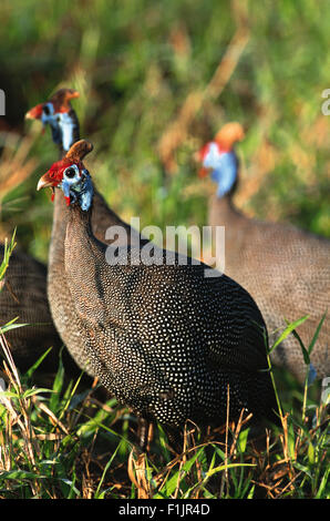 Behelmte Perlhuhn, Kruger National Park, Mpumalanga, Südafrika Stockfoto