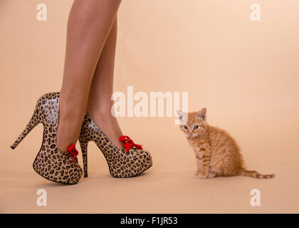 Kitten Heels kleine Ginger Katerchen Moppel mit Leopard stellte vor Ort hochhackige Schuhe, die so groß sind wie die kleine Katze. Stockfoto