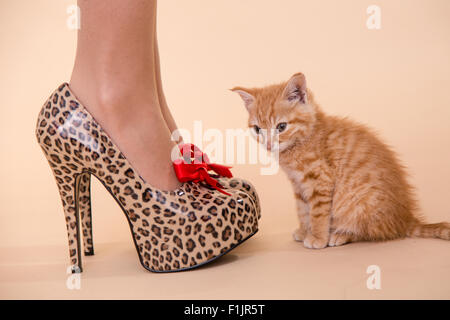 Kitten Heels kleine Ginger Katerchen Moppel mit Leopard stellte vor Ort hochhackige Schuhe, die so groß sind wie die kleine Katze. Stockfoto