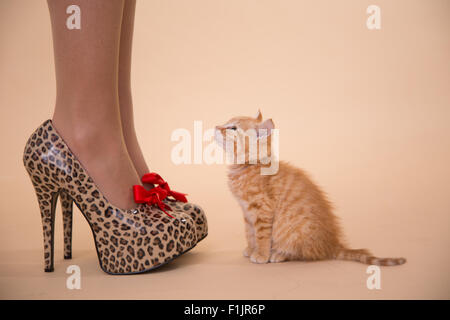 Kitten Heels kleine Ginger Katerchen Moppel mit Leopard stellte vor Ort hochhackige Schuhe, die so groß sind wie die kleine Katze. Stockfoto