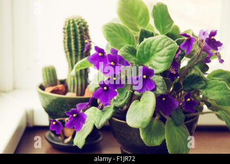 Eingemachte African Violet (Saintpaulia) auf dem Hintergrund von Kakteen, Zimmerpflanzen Stockfoto