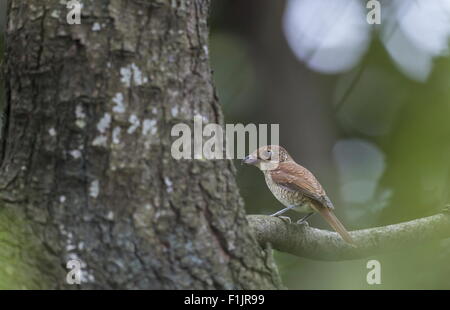 Eine weibliche Tiger Shrike, bekannt als Frühwinter Besucher in Hanoi, Vietnam blieb nach wie vor auf dem Ast. Das Foto wurde früh Stockfoto