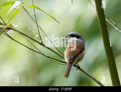 Ein Tiger Shrike thront auf einem Bambus-Zweig im Tamdao Nationalpark, Vietnam, Mai 2014. Stockfoto