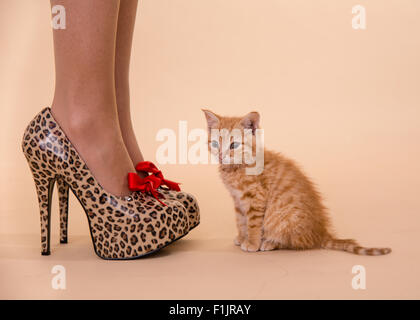 Kitten Heels kleine Ginger Katerchen Moppel mit Leopard stellte vor Ort hochhackige Schuhe, die so groß sind wie die kleine Katze. Stockfoto