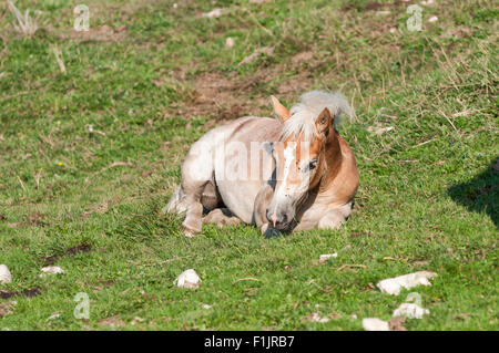 Haflinger-Fohlen in den Bergen ruht auf der Weide Stockfoto