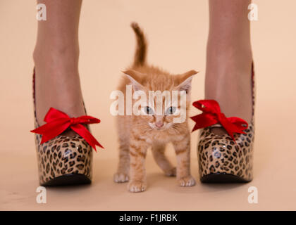 Kitten Heels kleine Ginger Katerchen Moppel mit Leopard stellte vor Ort hochhackige Schuhe, die so groß sind wie die kleine Katze. Stockfoto