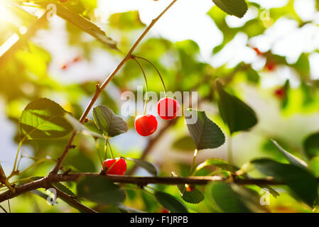 Roten Süßkirschen hängt an Zweig im Sommergarten Stockfoto