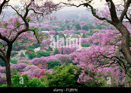 Jacaranda-Bäume in voller Blüte Pretoria, Südafrika Stockfoto