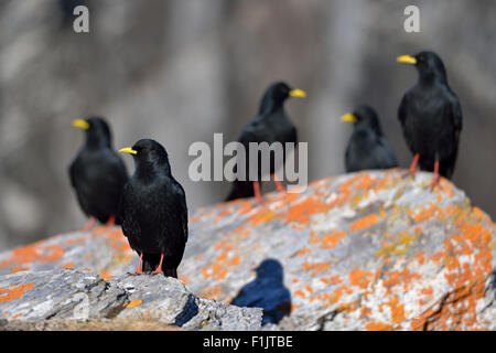 Eine Herde von Alpine Alpenkrähe / Alpendohle (Pyrrhocorax Graculus) sitzen auf Flechten bedeckt Steinen. Stockfoto