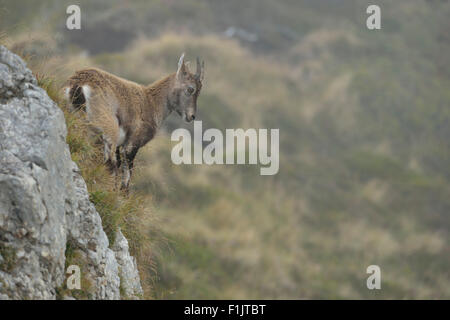 Alpensteinbock / Capra Steinbock / Steinbock / Alpensteinbock mit Blick von einem steilen Hang in hohen Bergen, Tierwelt, Europa. Stockfoto