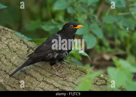 Turdus Merula / Amsel / Amsel sitzt in schöner Umgebung auf einem umgestürzten Baum. Stockfoto