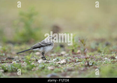 Junge Bachstelze / Bachstelze (Motacilla Alba) sitzt in seinem natürlichen Lebensraum. Stockfoto