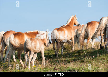 Haflinger-Herde mit Stuten und Fohlen in den Bergen Stockfoto