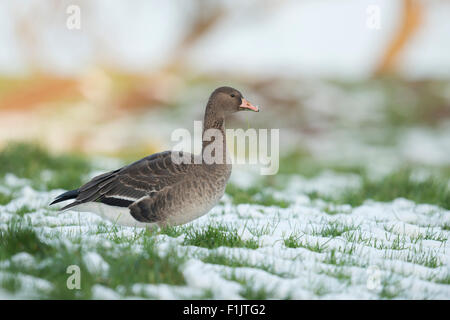 Young-Anser Albifrons / White – Anser Gans / Arktis Gans / Blessgans verbringt den Winter auf einer Wiese am Niederrhein / Deutschland. Stockfoto