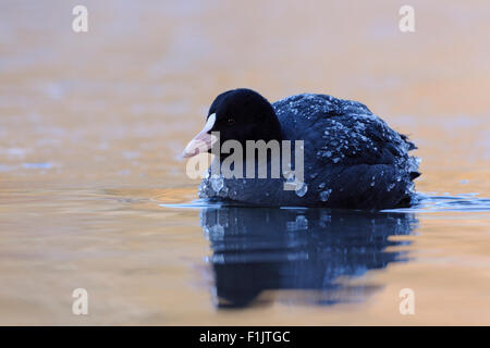 Fulica Atra / schwarz Coot / Blaesshuhn / Blaessralle bedeckt mit Eis schwimmt auf dem kalten blau-Orange Wasser. Stockfoto