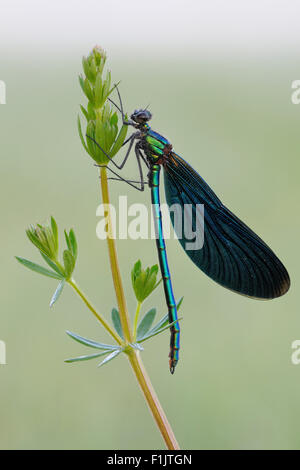 Calopteryx Virgo / Blaufluegel-Prachtlibelle / schöne Prachtlibelle ruht auf einer Pflanze. Stockfoto