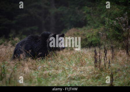 Brauner Bär / Europaeischer Braunbaer (Ursus Arctos) schleicht sich in den frühen Morgenstunden über einen natürlichen Lichtung. Stockfoto