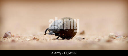 Mistkäfer und Dung. Mpumalanga. Stockfoto