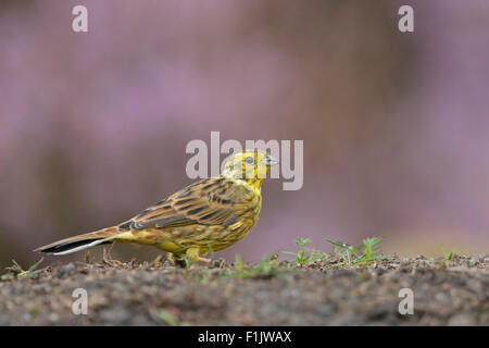 Goldammer / Goldammer (Emberiza Citrinella) sitzt auf dem Boden vor lila blühender Heide. Stockfoto