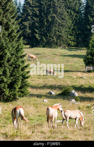 Herde von Haflinger Stuten mit Fohlen in den Bergen Stockfoto