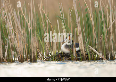 Verschachtelung Haubentaucher / Grebe / große Haubenmeise / Haubentaucher (Podiceps Cristatus) in natürlicher Umgebung. Stockfoto