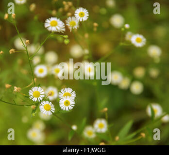 Daisy Berufkraut Blume im natürlichen Ambiente Stockfoto