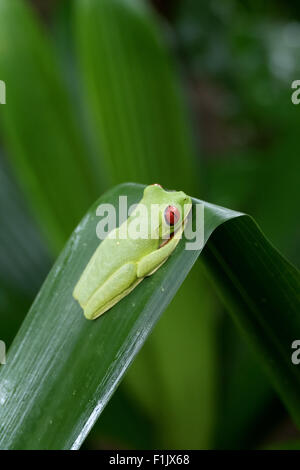 Rotäugigen Baumfrosch (Agalychnis Callidryas) in der Nähe von Cahuita Nationalpark, Costa Rica. Wildes Tier, Tierwelt, Natur, Amphibien Stockfoto