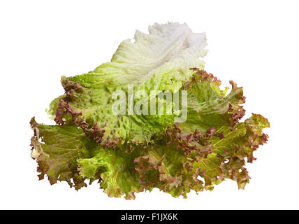 Salatblatt Salat isoliert auf weißem Hintergrund Stockfoto