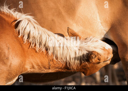 Haflinger-Fohlen isst Milch von Mama Stockfoto