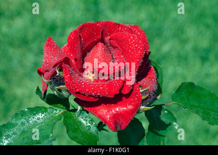 Roter Korsar, Strauchrose; Rot, Stockfoto