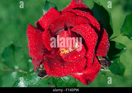 Roter Korsar, Strauchrose; Rot, Stockfoto