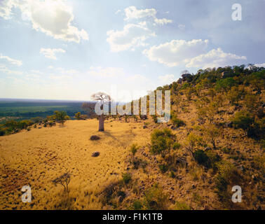 Thulamela Ruinen und Baobab-Baum-Krüger-Nationalpark Northern Province, Südafrika Stockfoto