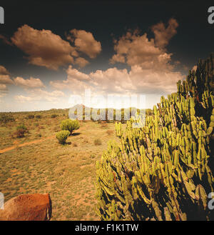 Landschaft mit Kaktus in f/g, Gewitterhimmel, Northern Cape, Südafrika, Afrika Stockfoto