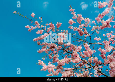 Rosa Blüte auf Baum gegen blauen Himmel Stockfoto