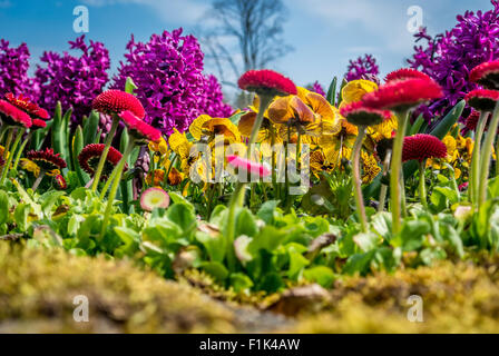Nahaufnahme von einem Frühling Blumenbeet, Valley Gardens, Harrogate. Stockfoto