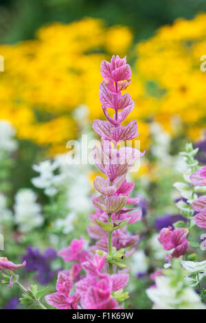 Salvia Viridis. Jährliche Muskatellersalbei. Malte Salbeiblätter Stockfoto