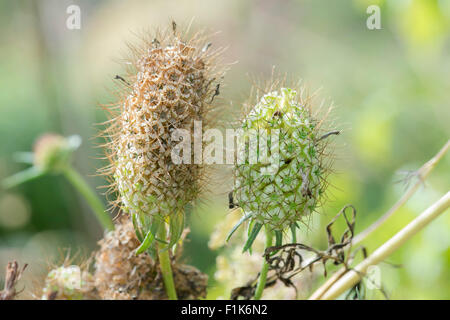 Scabiosa Atropurpurea "Sommerbeeren". Nadelkissen Blume Saatgut Kopf Stockfoto