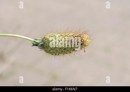 Scabiosa Atropurpurea "Sommerbeeren". Nadelkissen Blume Saatgut Kopf Stockfoto