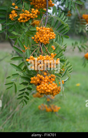 Birgitta Sorbus. Vogelbeeren Baum Stockfoto
