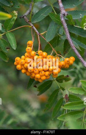 Birgitta Sorbus. Vogelbeeren Baum Stockfoto