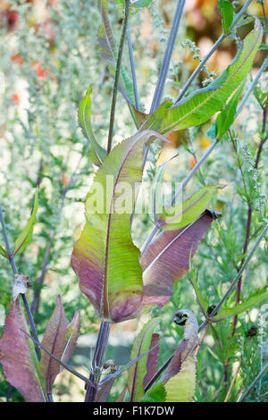Dipsacus Fullonum. Karde Blätter an der Pflanze Stockfoto