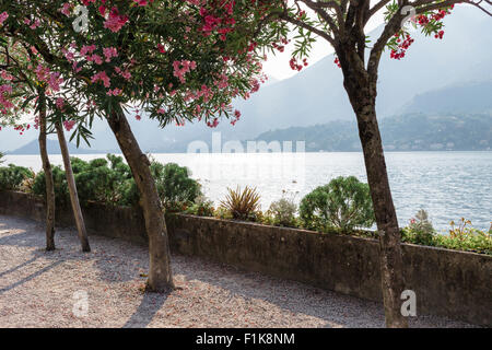 Rhododendron mit rosa Blüten im Bellagio, mit Blick auf den Comer See, Italien. Stockfoto