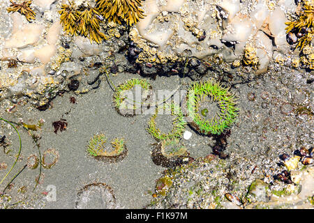 Seeigel in einem Rock Pool bei Ebbe an der pazifischen Küste Stockfoto