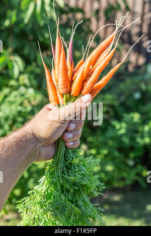 Karotten in Menschenhand. Stockfoto