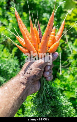 Karotten in Menschenhand. Stockfoto