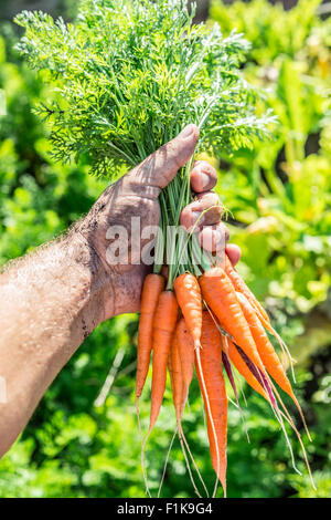 Karotten in Menschenhand. Stockfoto