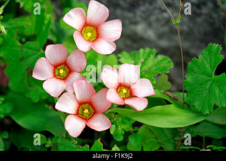 Gelbe Augen Sauerampfer, (Oxalis Obtusa) in der Postberg Nature Reserve, West Coast National Park, Langebaan, Südafrika. Stockfoto